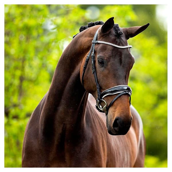 Br Tygla Playmouth Ii Svart Cob