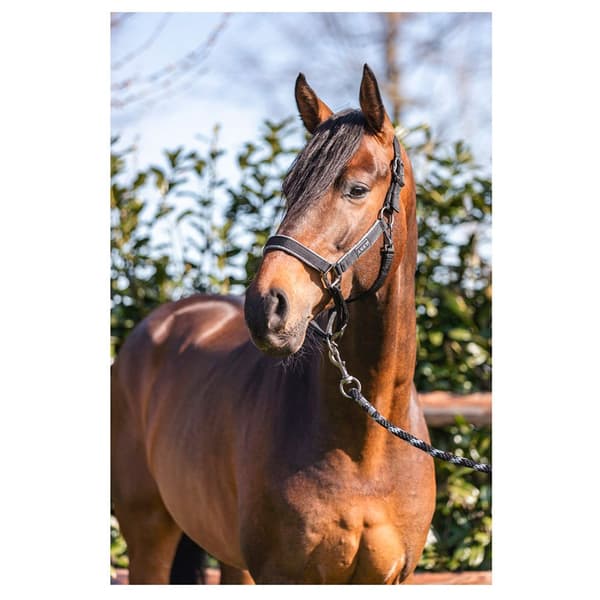 Anky Grime Grooming Ath22001 Sort Cob