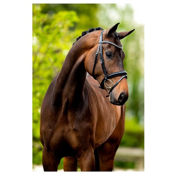 Br Tygla Cambridge Silver Cob