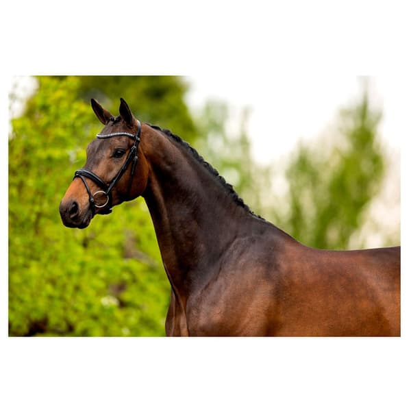 Br Tygla Cambridge Silver Cob