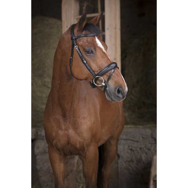 Norton Equestrian Grimma Soft Grå Cob