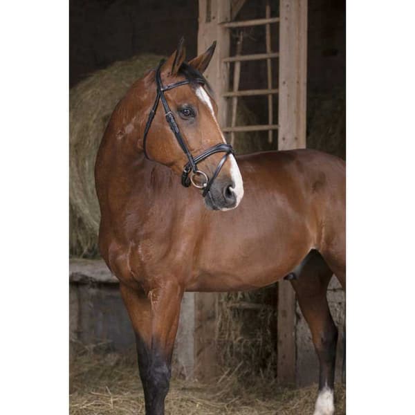 Norton Equestrian Grimma Vague Grå Cob