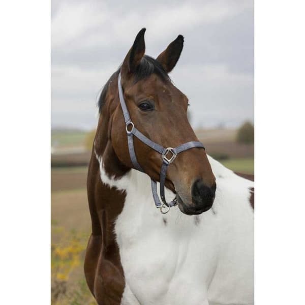 Equitheme Justerbar Grimma Nylon Beige Cob