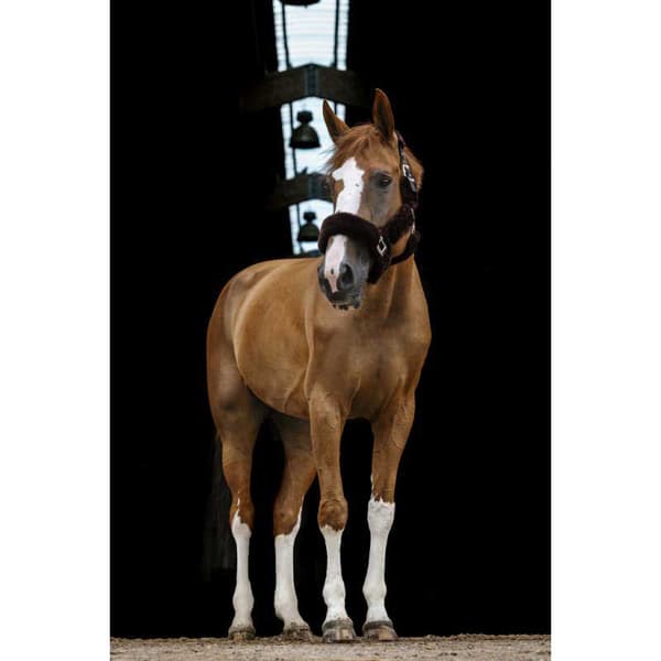 Equitheme Grimma Teddy Grönt Pony