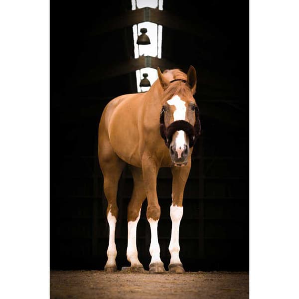 Equitheme Grimma Teddy Grönt Pony