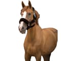 Miniatyrbild 1 av 2: Equitheme Grimma Teddy Brun Full