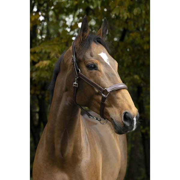Norton Equestrian Anatomisk Grime Brun Full