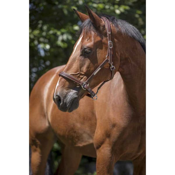 Norton Equestrian Lädergrimma Grooming Brun Cob