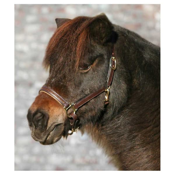 Star Grime Leather Diamond Gylden Pony
