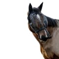 Miniatyrbillede 1 af 7: Equitheme Holder+maske Anti Uv Sort Full