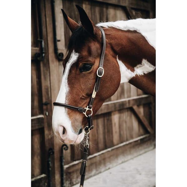 Kentucky Nahka Riimu Grooming  Full
