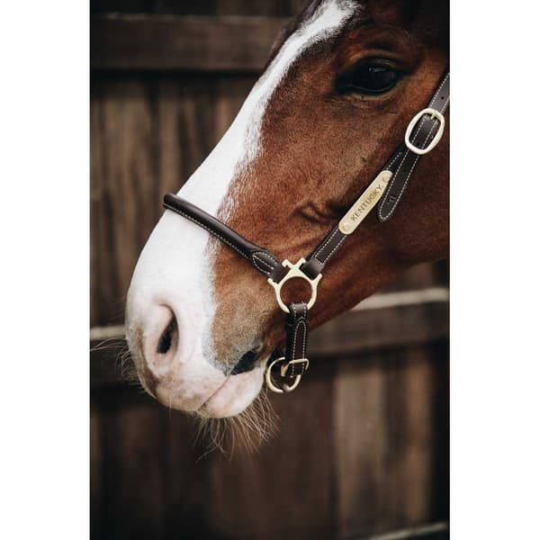 Kentucky Nahka Riimu Grooming  Full