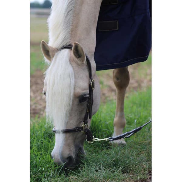 Kentucky Nahka Riimu Grooming  Full