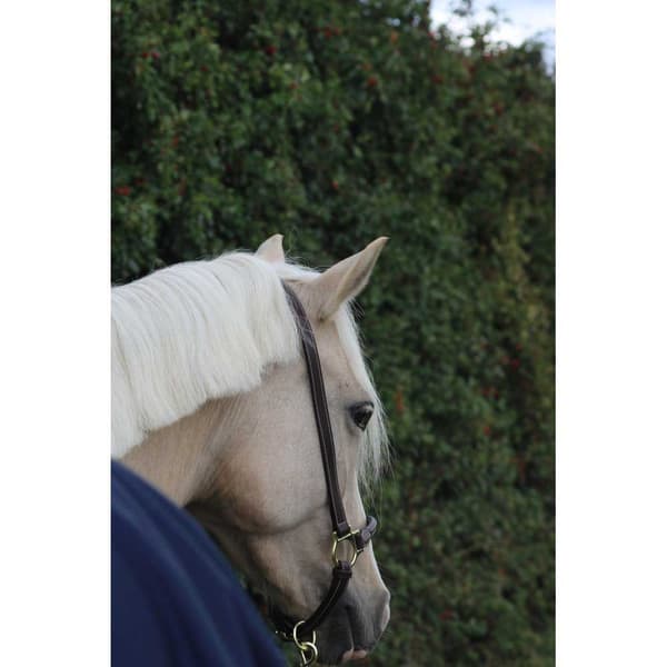 Kentucky Nahka Riimu Grooming  Full