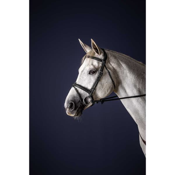 Dyon Blixt Nosgrimma Träns New English Collection  Cob