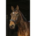 Miniatyrbillede 1 af 2: Norton Equestrian Trense Hackamore  Cob