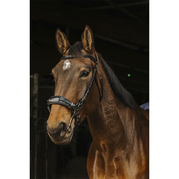 Norton Equestrian Trense Hackamore  Cob