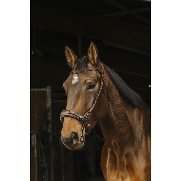 Norton Equestrian Tygla Hackamore  Full