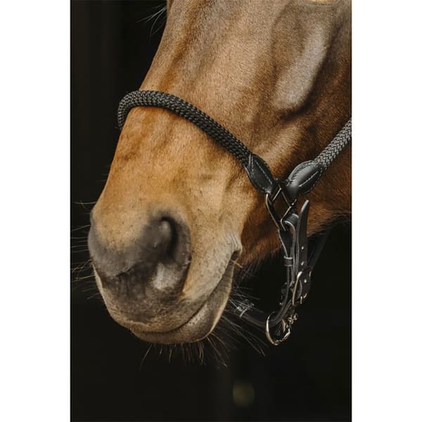 Norton Equestrian Läder Och Rep Grimma  Full