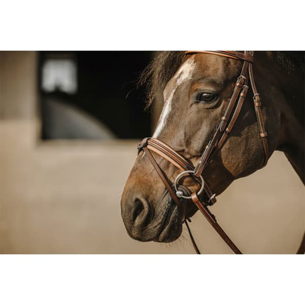 Eric Thomas Suitset Work  Pony