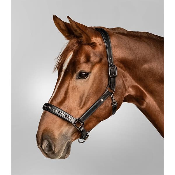 Waldhausen Grime Crystal  Pony