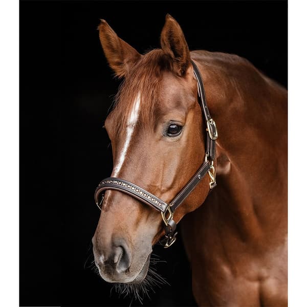 Waldhausen Grime Crystal  Pony