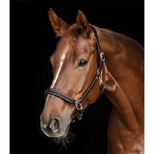 Waldhausen Grime S-line Classy  Cob