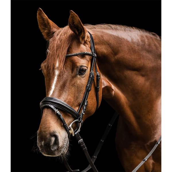 Waldhausen Snaffle X-line Favourite  Cob