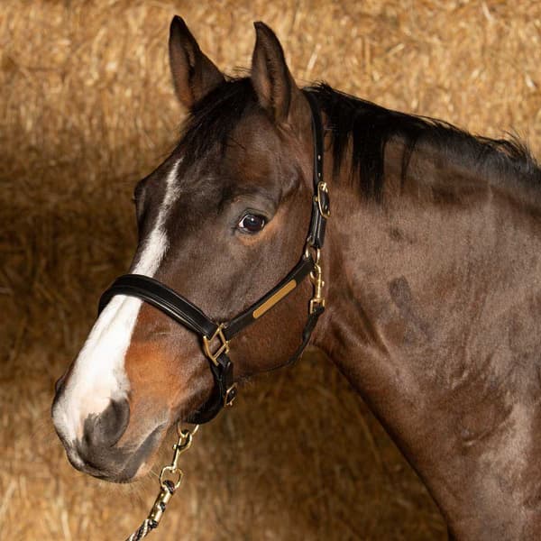 Harry´s Horse Anatomic Lædergrime  Cob