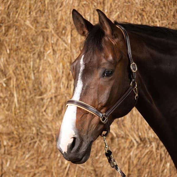 Harry´s Horse Elegance Lædergrime  Pony