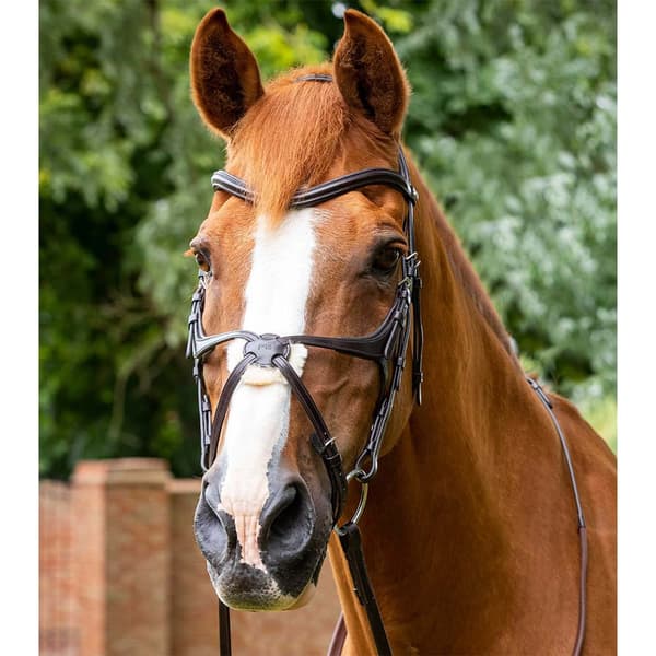 Premier Equine Glorioso Grackle Tøjle  Cob
