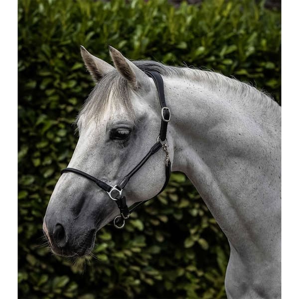 Premier Equine Hennaroso Rolled Anatomic Leather Halter Full
