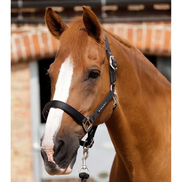 Premier Equine Plain Padded Hovedtøj M