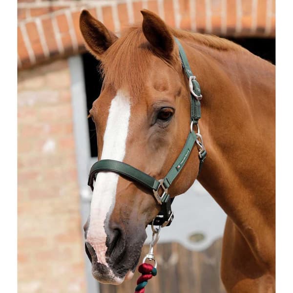 Premier Equine Plain Padded Hovedtøj  L