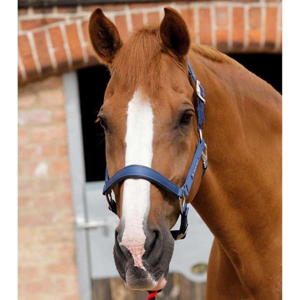 Premier Equine Plain Padded Hovedtøj L