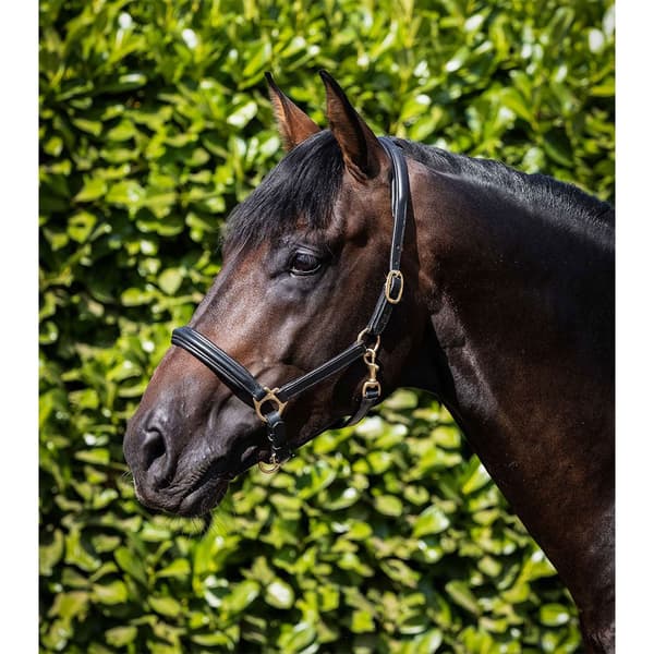 Premier Equine Rego Padded Leather Halter Extra Full