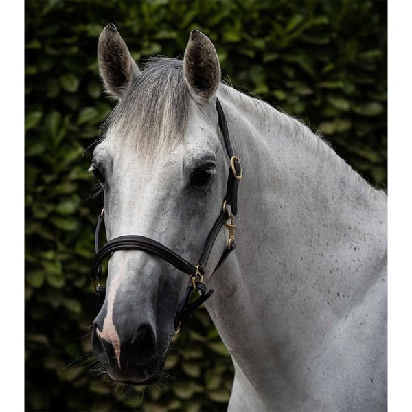 Premier Equine Rego Padded Leather Halter  Cob