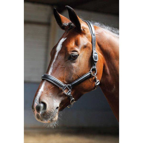 Harry´s Horse Nahkainen Riimu Reunuksella  Pony