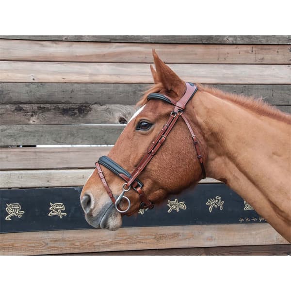 T.de.t Lautrec Suitset  Pony