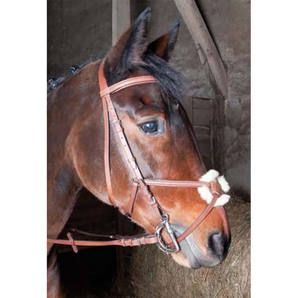 T.de.t Sisley Bridle & Cross Noseband - **tøjle Og Krydsnæsebånd  Pony