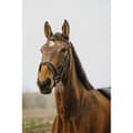 Miniatyrbild 1 av 2: Norton Equestrian Strass V Tygel  Pony