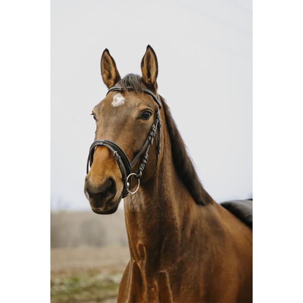 Norton Equestrian Strass V Tygel  Pony