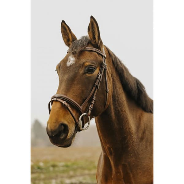Norton Equestrian Strass V Tygel  Pony