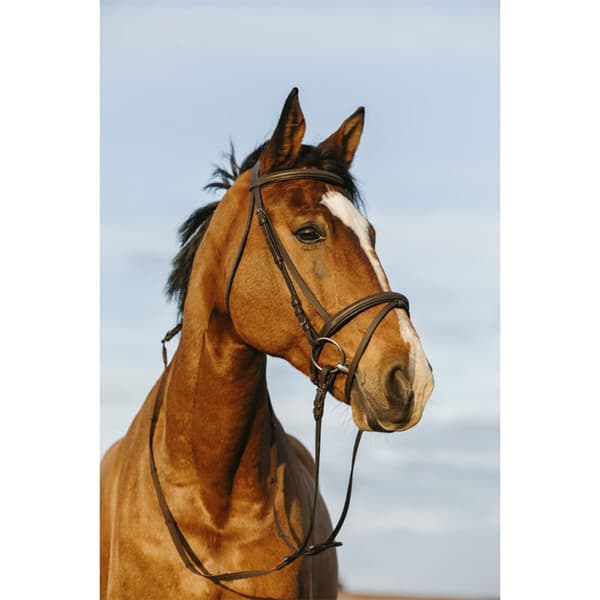 Riding World Dubbel Flash Nosgrimma  Full