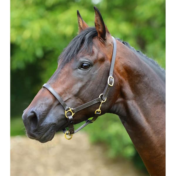 Premier Equine Plasco Halter Extra Full