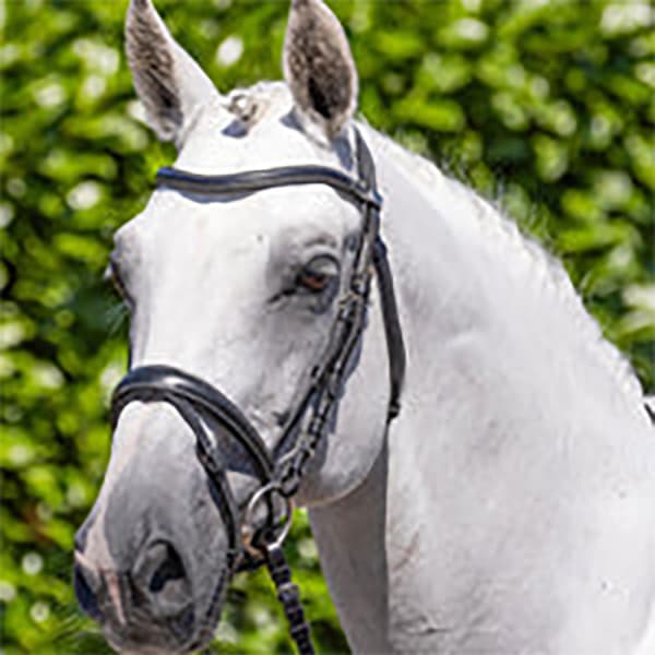 Premier Equine Cassano Tøjle  Full