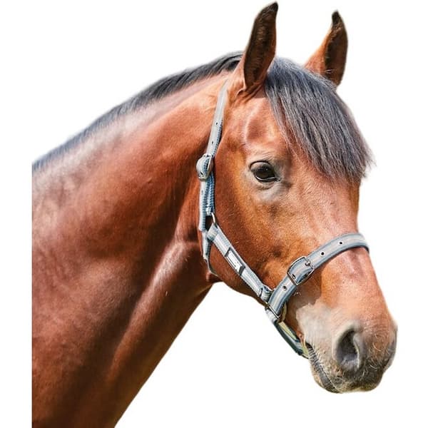 Roma Stripe Horse Headcollar