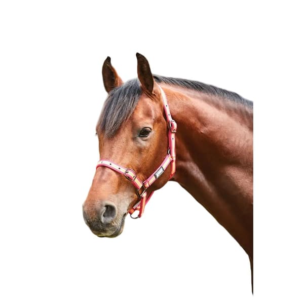Roma Stripe Horse Headcollar