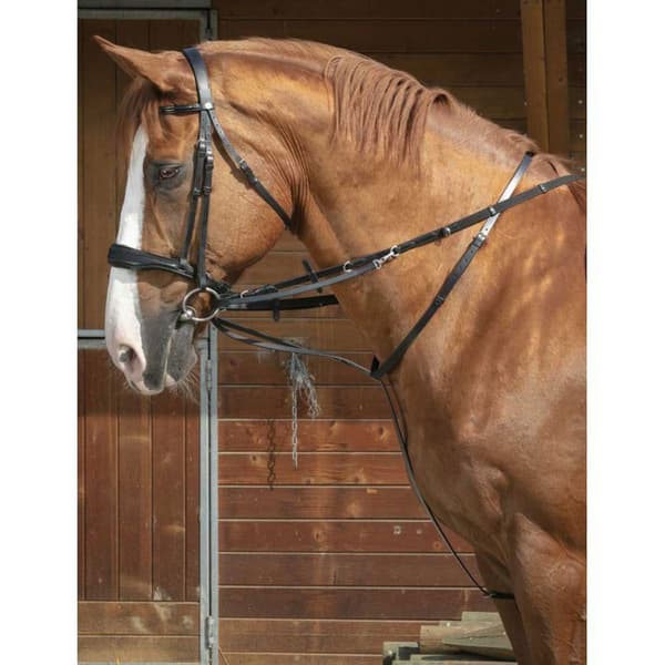 Norton Equestrian Chambon Thiedeman Brun Pony