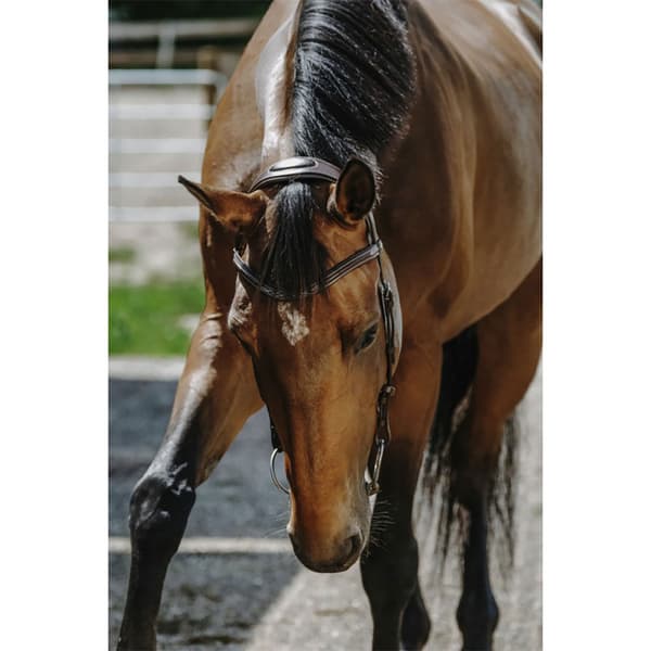 Norton Equestrian Freedom Suitset  Full